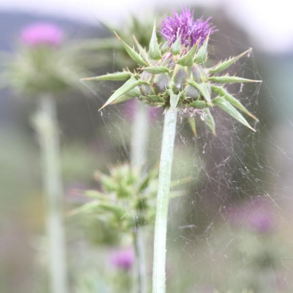 Silybum marianum - Mariendistel