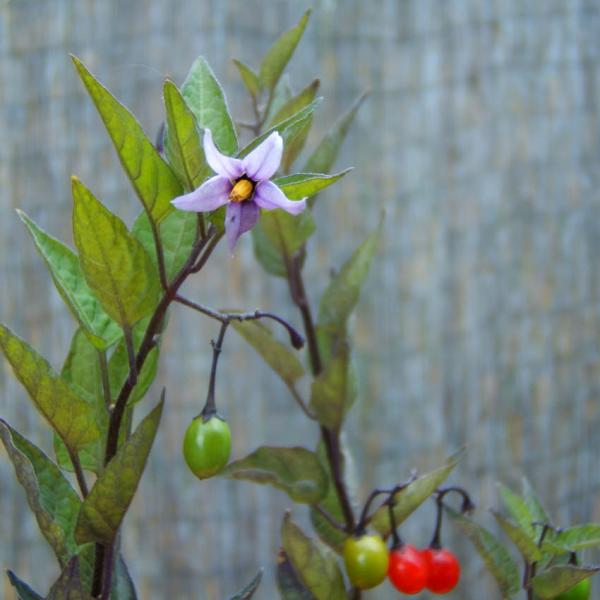 Solanum dulcamara - Bittersüßer Nachtschatten