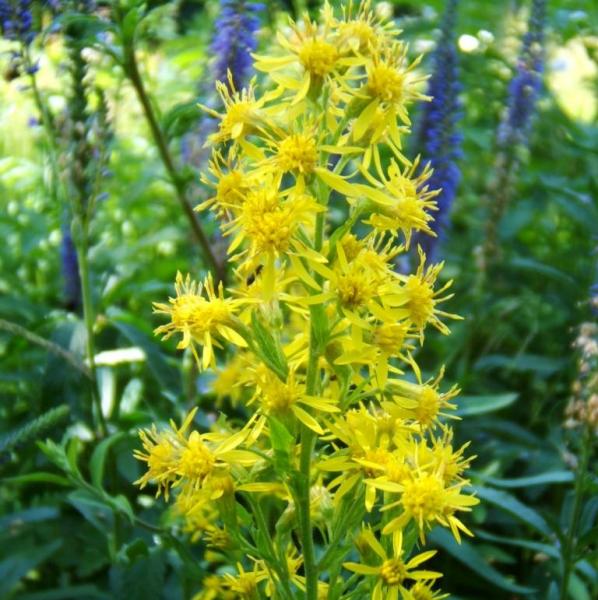 Solidago virgaurea - Echte Goldrute
