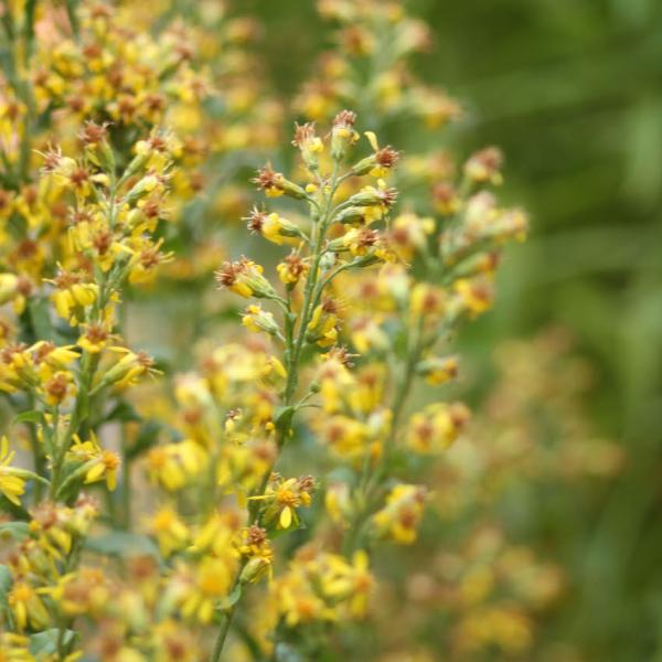 Solidago virgaurea - Echte Goldrute