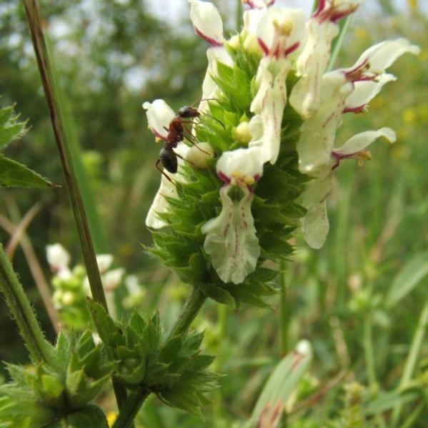 Stachys recta - Bergziest