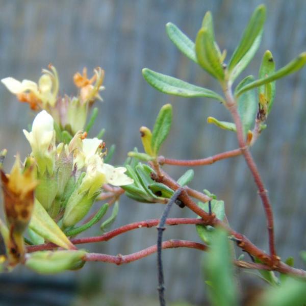 Teucrium montanum - Berggamander