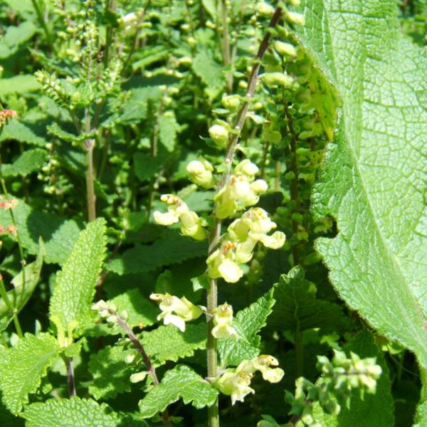 Teucrium scorodonia - Salbeigamander