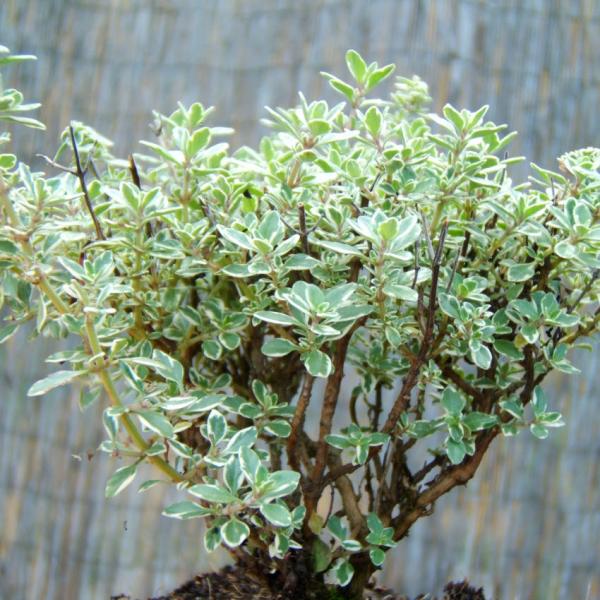 Thymus citriodorus - Zitronenthymian