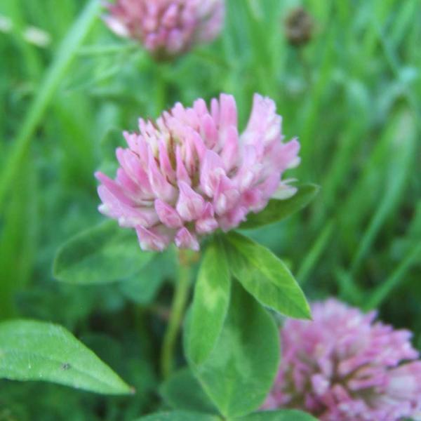 Trifolium pratense - Wiesenrotklee