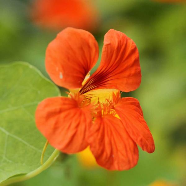 Tropaeolum majus - Kapuzinerkresse