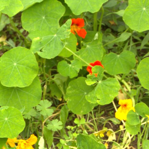 Tropaeolum majus - Kapuzinerkresse