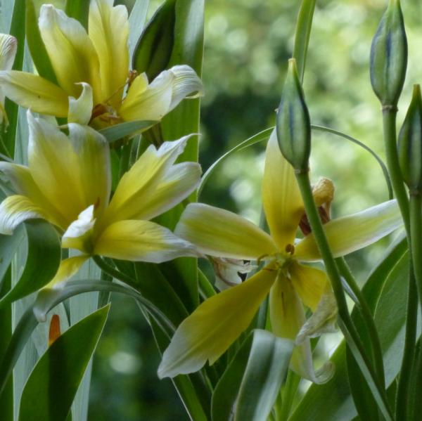 Tulipa tarda
