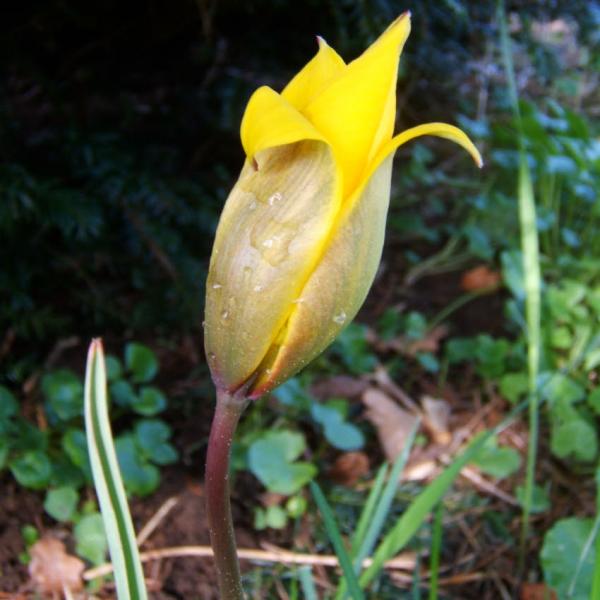 Tulipa sylvestris