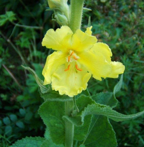 Verbascum densiflorum - Großblüt. Königskerze