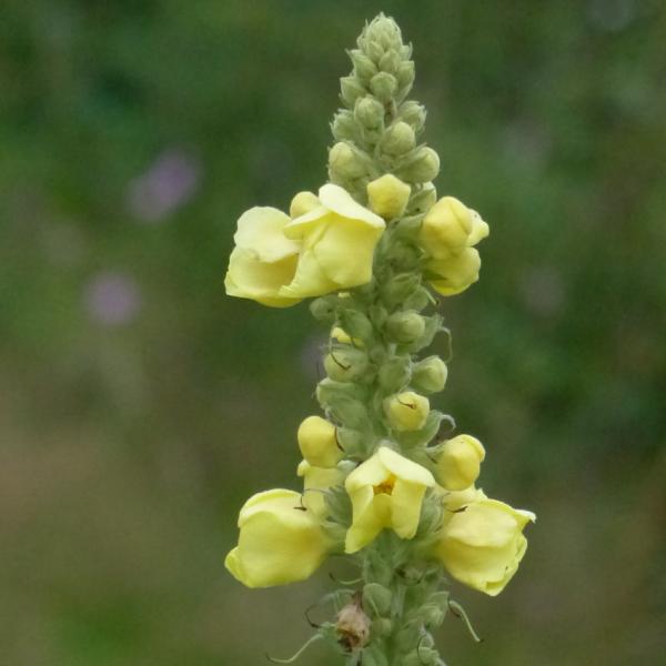 Verbascum thapsus - Kleinblüt. Königskerze