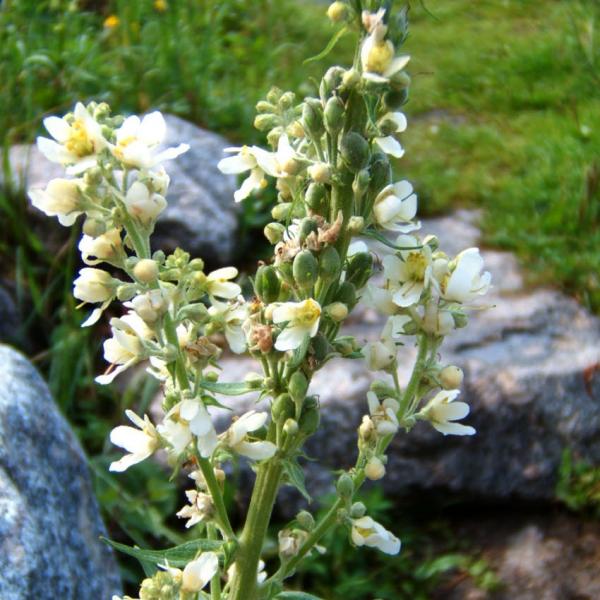 Verbascum lychnites - Mehlige Königskerze