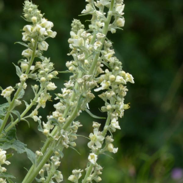 Verbascum lychnites - Mehlige Königskerze