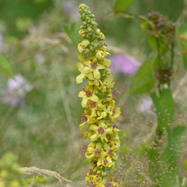 Verbascum nigrum - Schwarze Königskerze