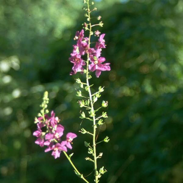 Verbascum phoeniceum - Purpur- Königskerze