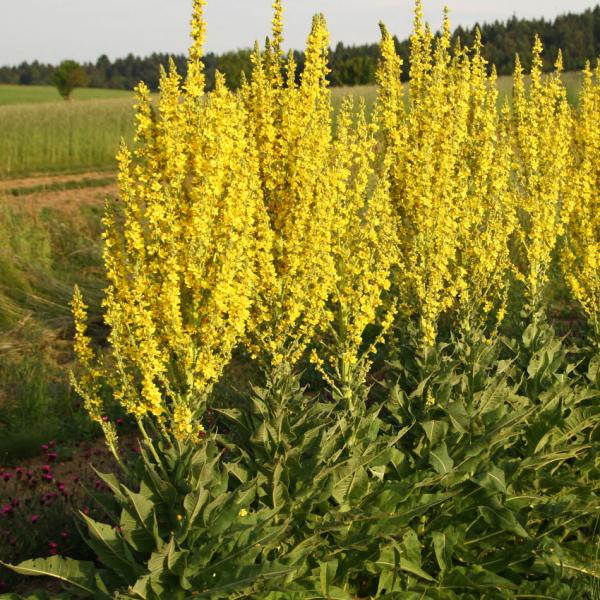 Verbascum speciosum - Prächtige Königskerze