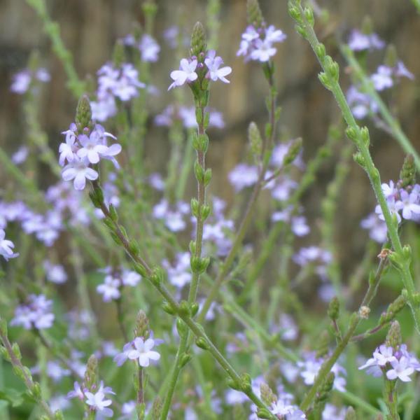 Verbena officinalis - Eisenkraut