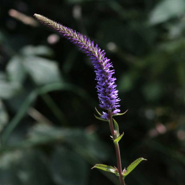Veronica longifolia - Langblätt.Ehrenpreis