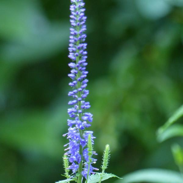 Veronica longifolia - Langblätt.Ehrenpreis