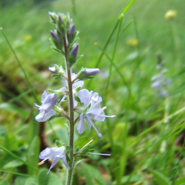 Veronica officinalis - Waldehrenpreis