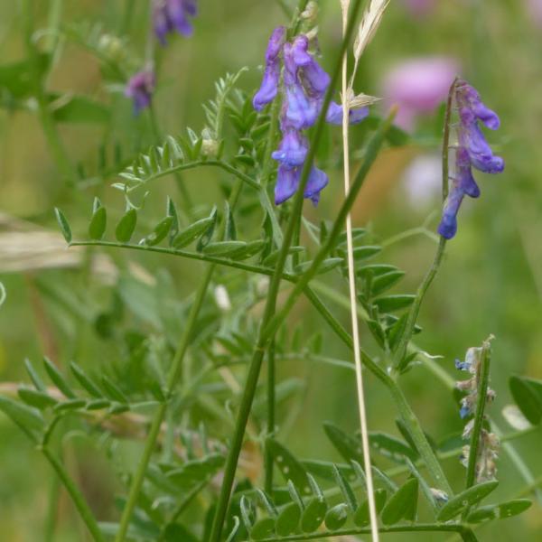 Vicia cracca - Vogelwicke