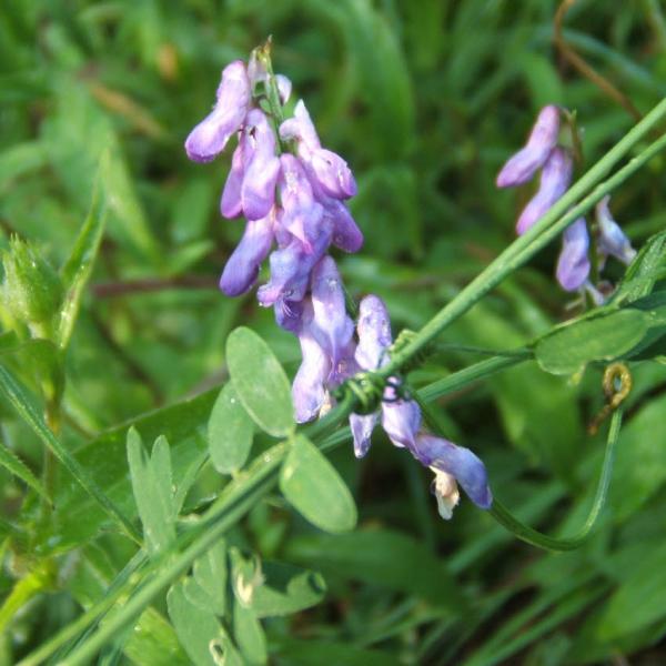 Vicia cracca - Vogelwicke