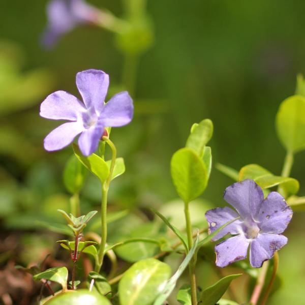 Vinca minor - Immergrün