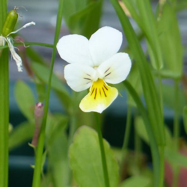 Viola arvensis - Ackerstiefmütterchen