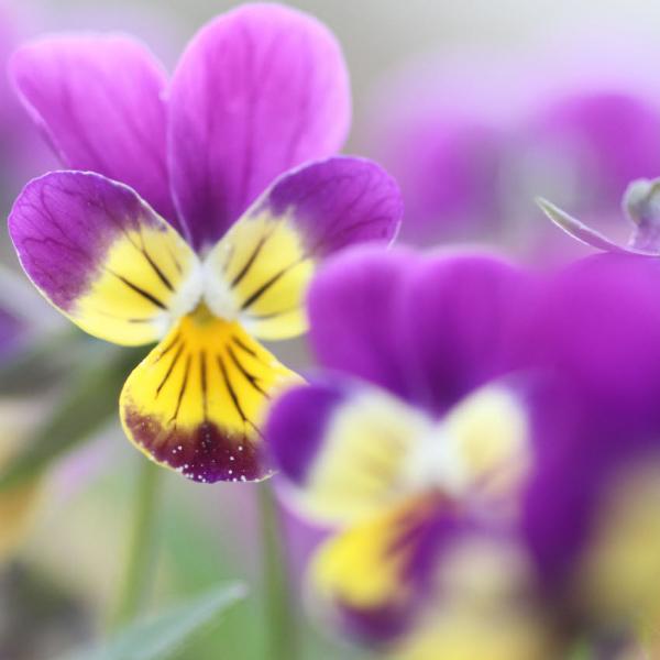 Viola tricolor - Wildes Stiefmütterchen