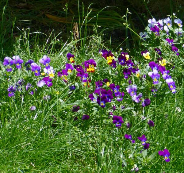 Viola tricolor - Wildes Stiefmütterchen