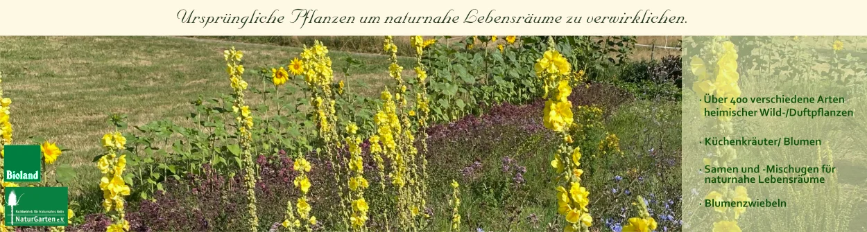 Hof Berg-Garten :: Wildpflanzen fr den Naturgarten