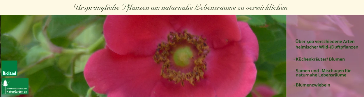 Hof Berg-Garten :: Wildpflanzen fr den Naturgarten